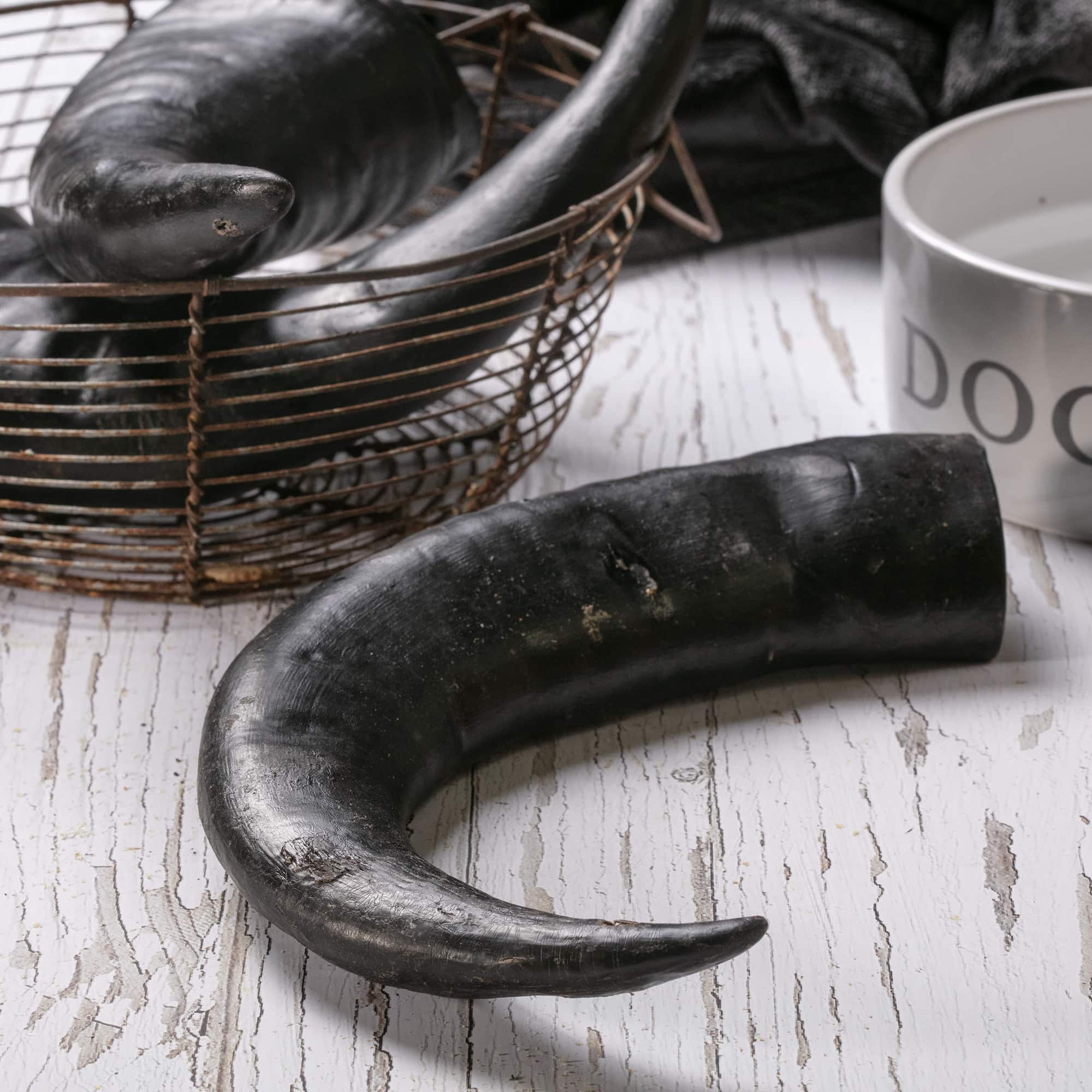 Hollings buffalo horn