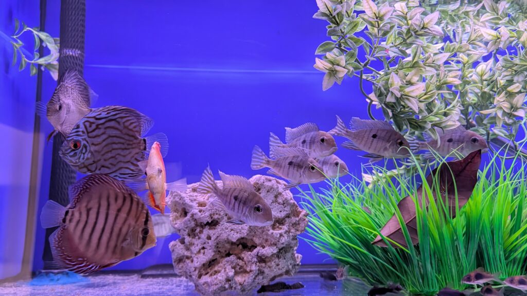 fish