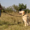 Ferplast ergofluo yellow dog