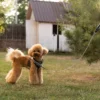 ERGOCOMFORT G doggy lead