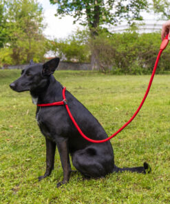 Ferplast Sport GC13/170 Red Dog