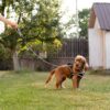 Ergocomfort Metal lead on dog
