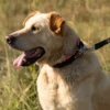 Ferplast ergofluo dog