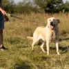 Ferplast ergofluo yellow dog lead