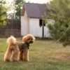 ERGOCOMFORT G doggy
