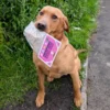 JR Pet Freeze dried raw beef liver kacie dog