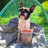 JR Pet Freeze dried Duck liver dog1