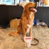 JR Pet Freeze dried Duck liver dog 2