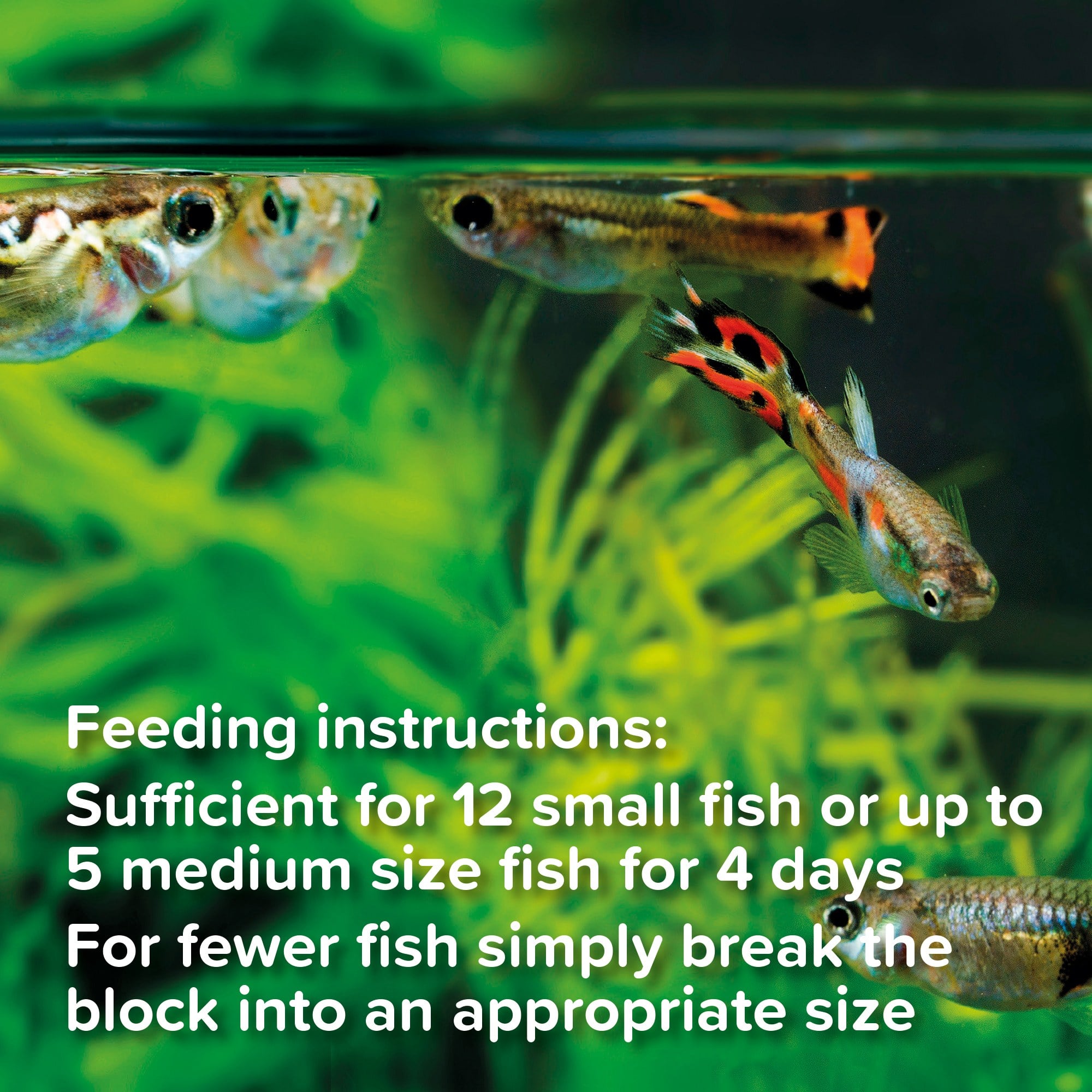 King British Weekend Feeders info 3