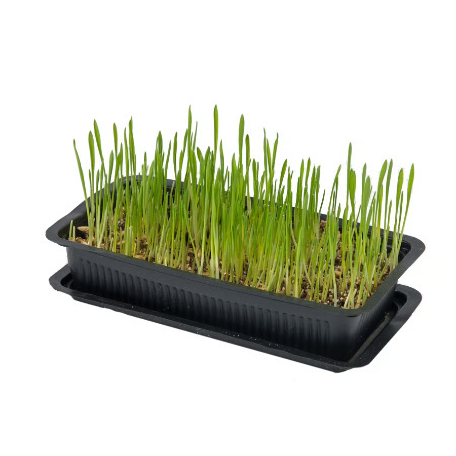 Vitakraft Cat Grass Seed Mix with Tray Step 3