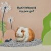 back 2 nature small animal bedding guinea pig