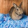 Cloth bedding rabbit
