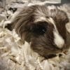 Paper flake bedding Guinea Pig