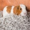 Recycled Paper Bedding Guinea pig