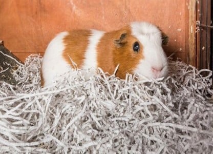 Recycled Paper Bedding Guinea pig